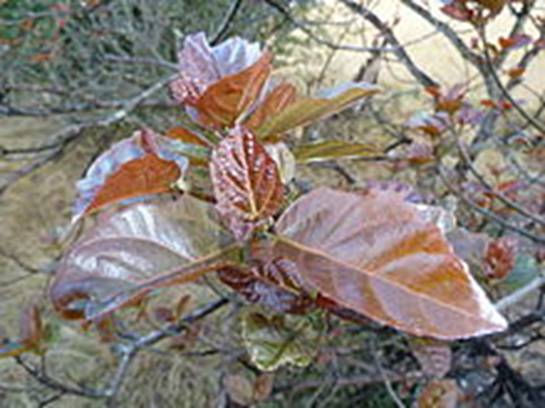 http://upload.wikimedia.org/wikipedia/commons/thumb/c/cb/Ficus_sur%2C_vars_winterblare%2C_Louwsburg.jpg/220px-Ficus_sur%2C_vars_winterblare%2C_Louwsburg.jpg
